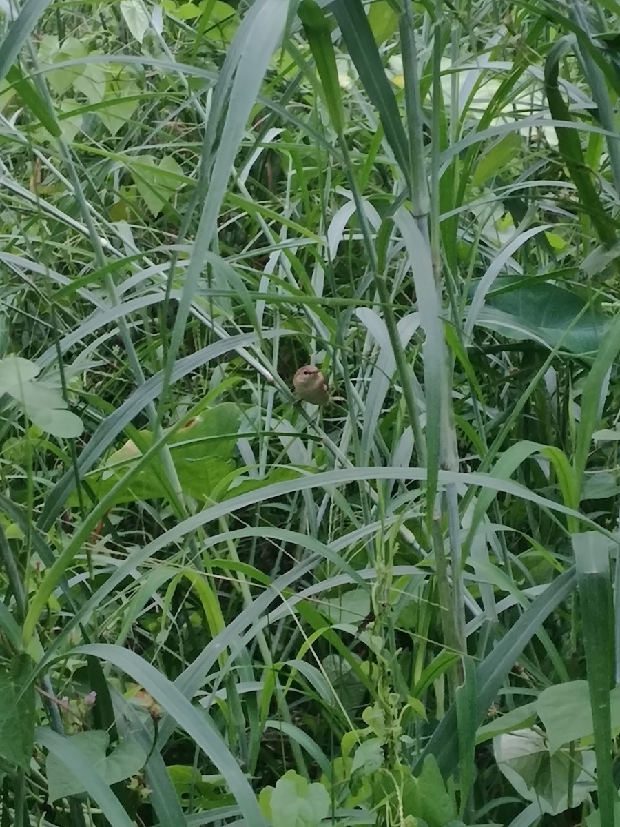 Blyth's Reed Warbler - ML645262543