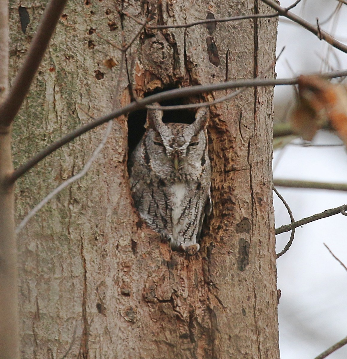 Eastern Screech-Owl - ML645262548