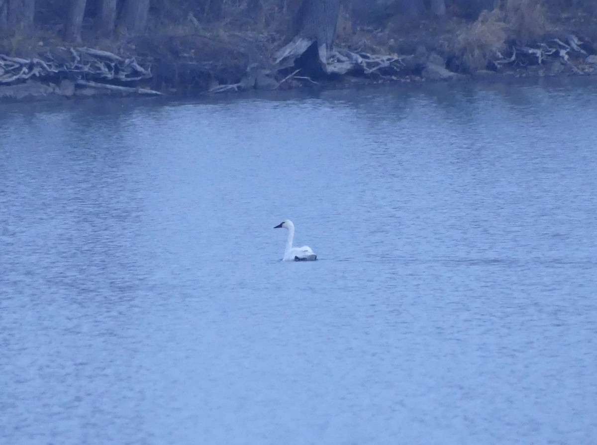 Tundra Swan - ML645262557