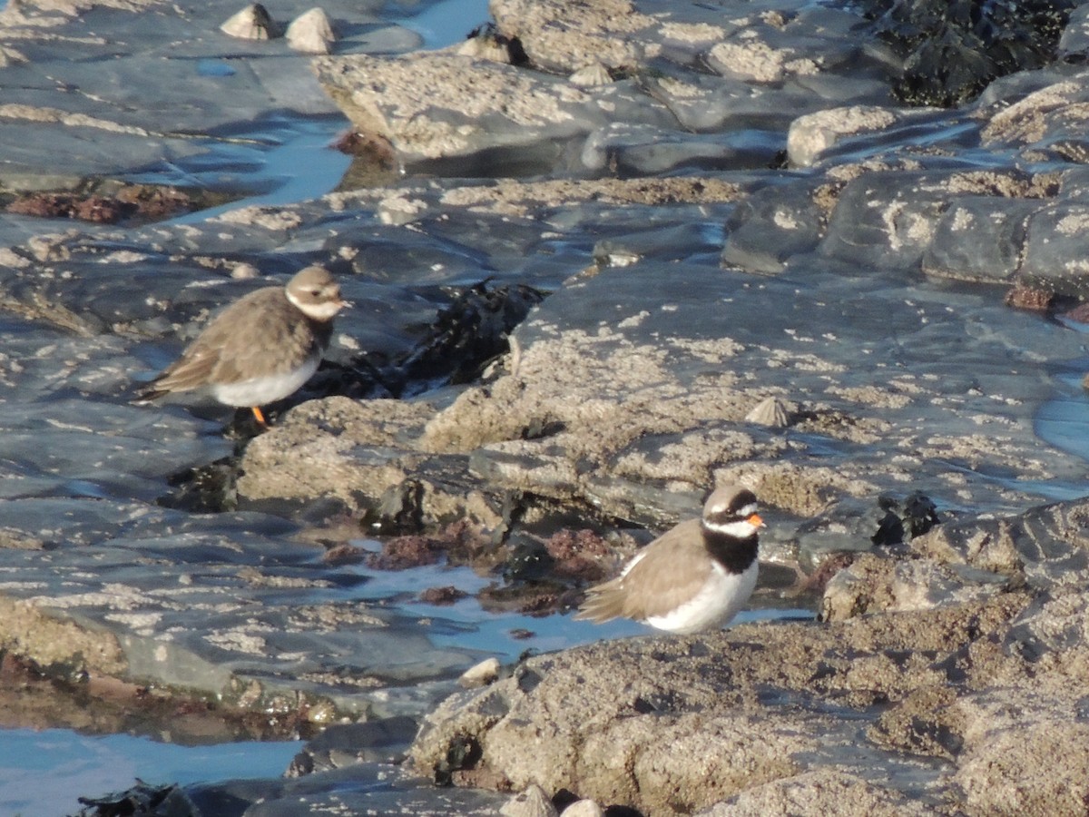 Common Ringed Plover - ML645262565