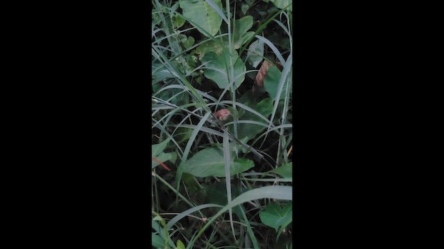 Очеретянка садова - ML645262566