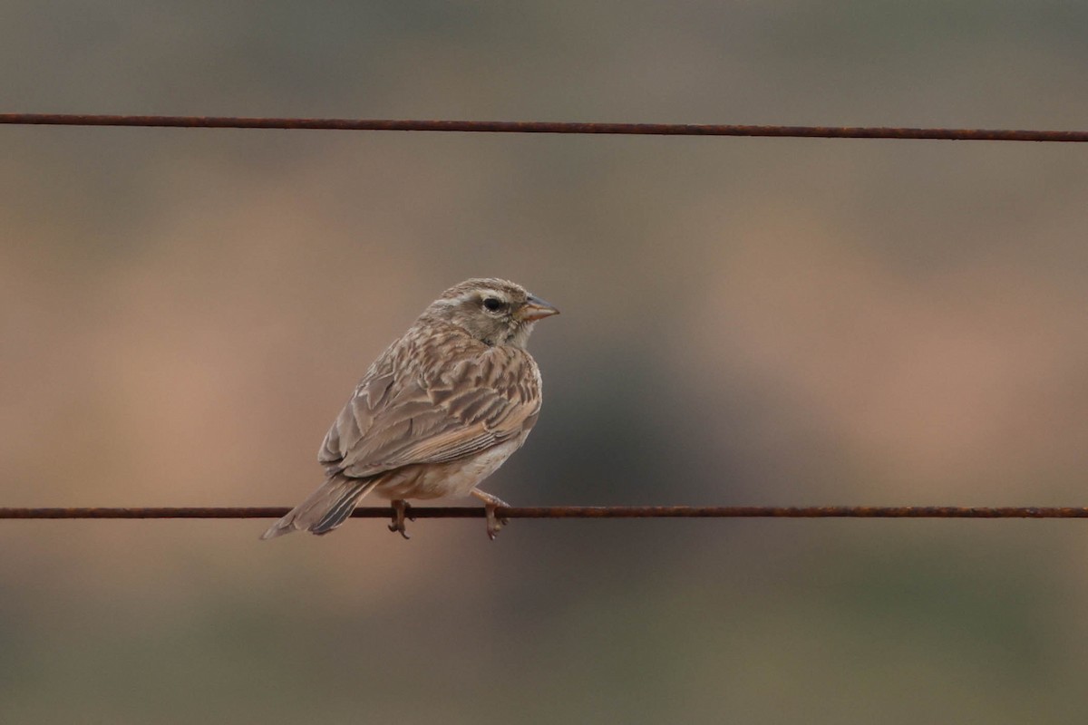 Lark-like Bunting - ML645262567