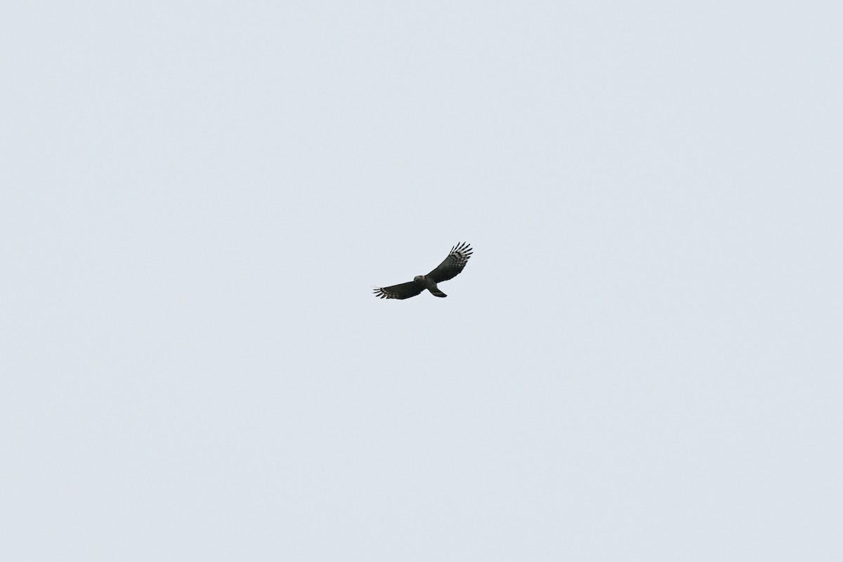 Hook-billed Kite - ML645262575