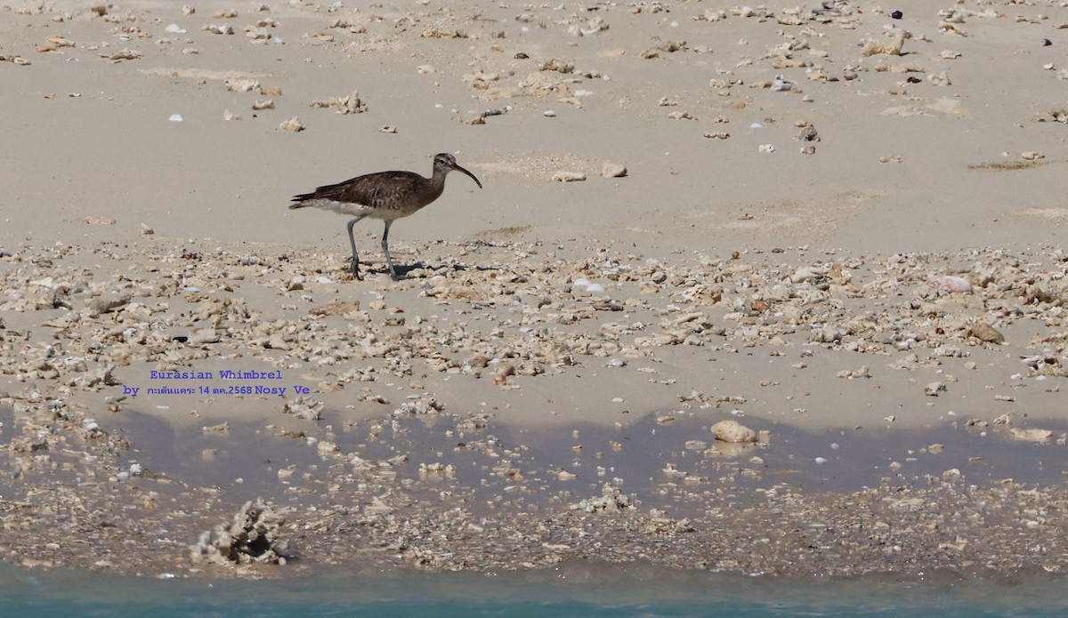 Eurasian Whimbrel - ML645262594