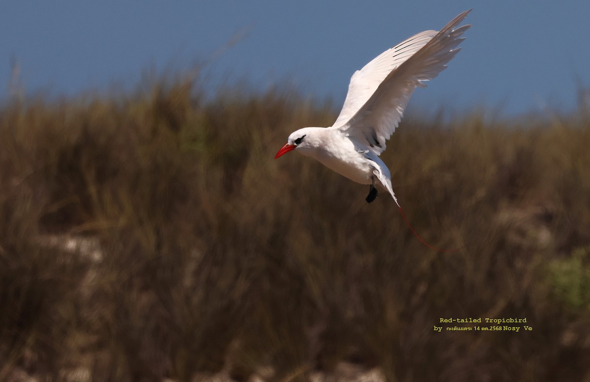 Red-tailed Tropicbird - ML645262606