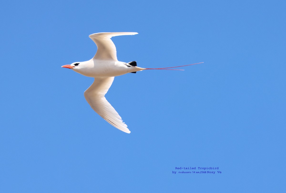 Red-tailed Tropicbird - ML645262607