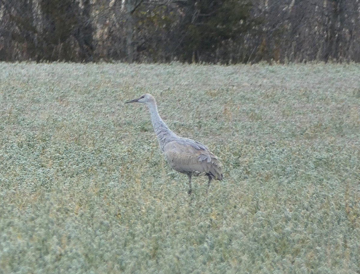 Sandhill Crane - ML645262610