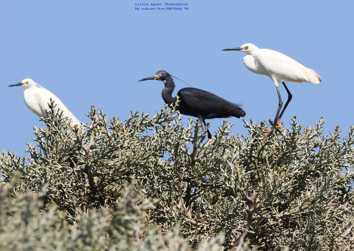 Little Egret (Dimorphic) - ML645262615