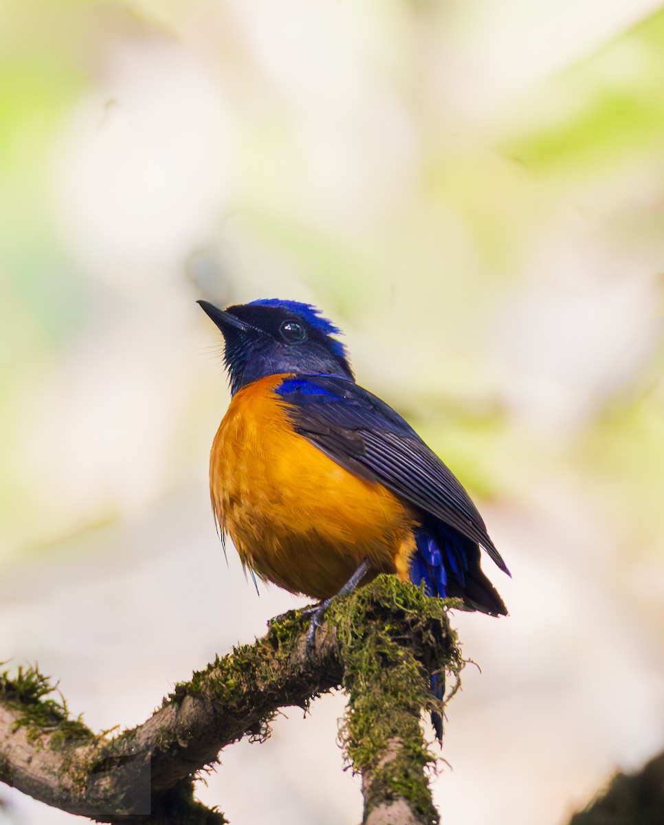 Rufous-bellied Niltava - ML645262621