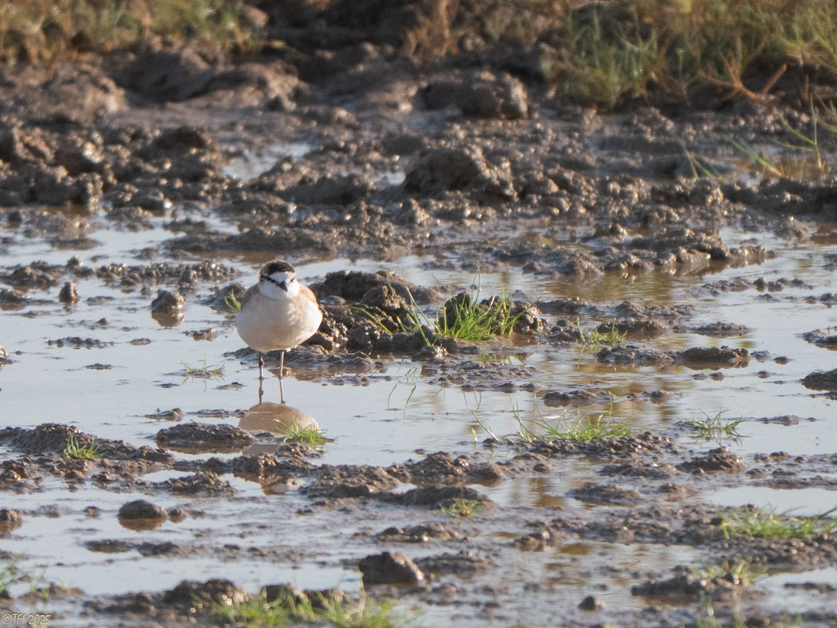 White-fronted Plover - ML645262627