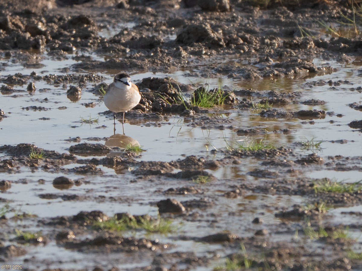 White-fronted Plover - ML645262628