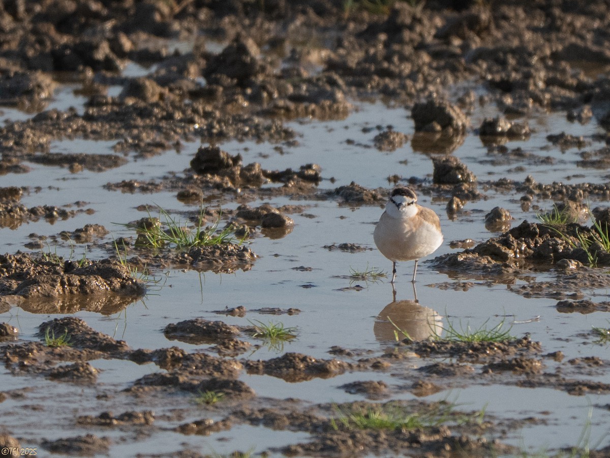White-fronted Plover - ML645262629