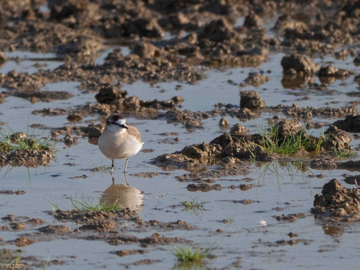 White-fronted Plover - ML645262631
