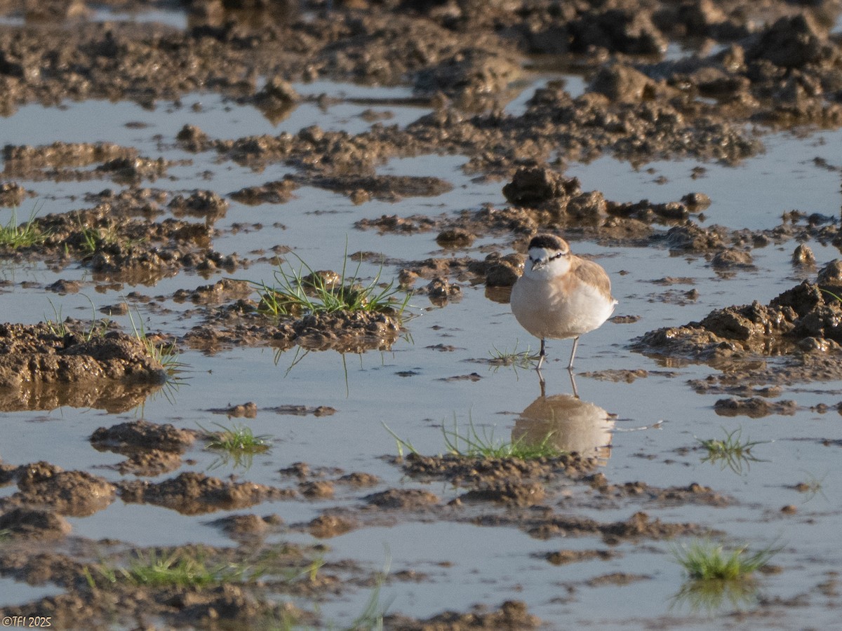 White-fronted Plover - ML645262632