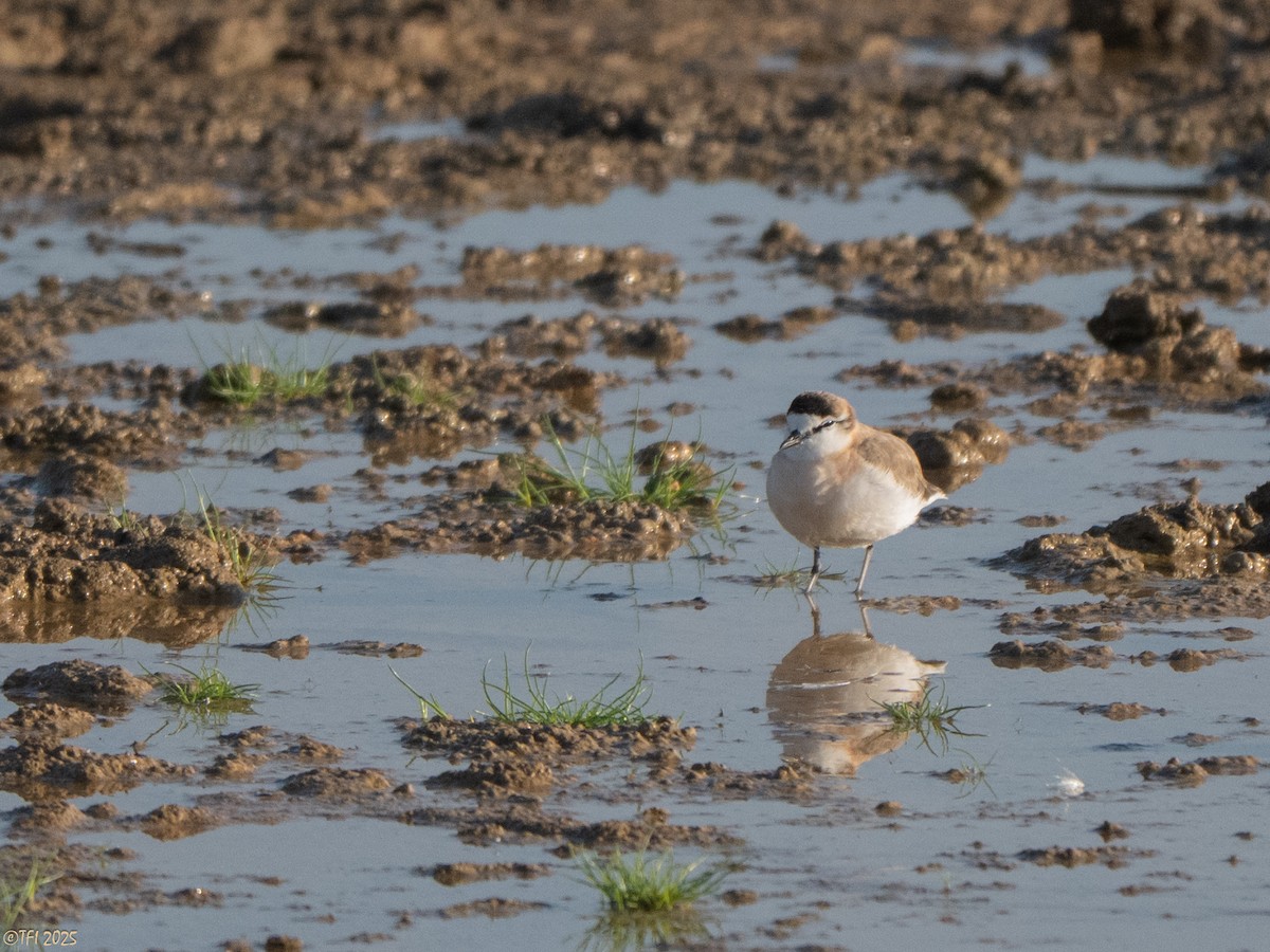 White-fronted Plover - ML645262635