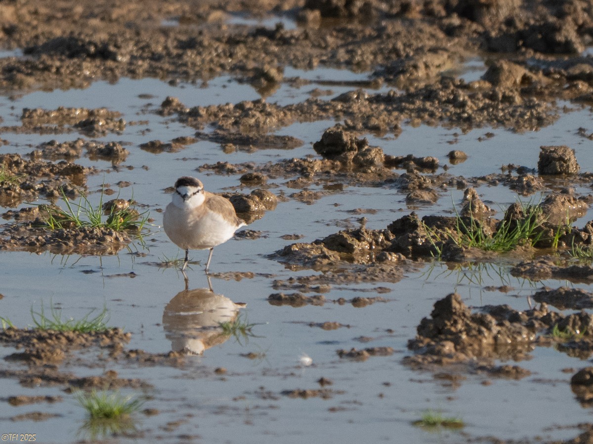 White-fronted Plover - ML645262639