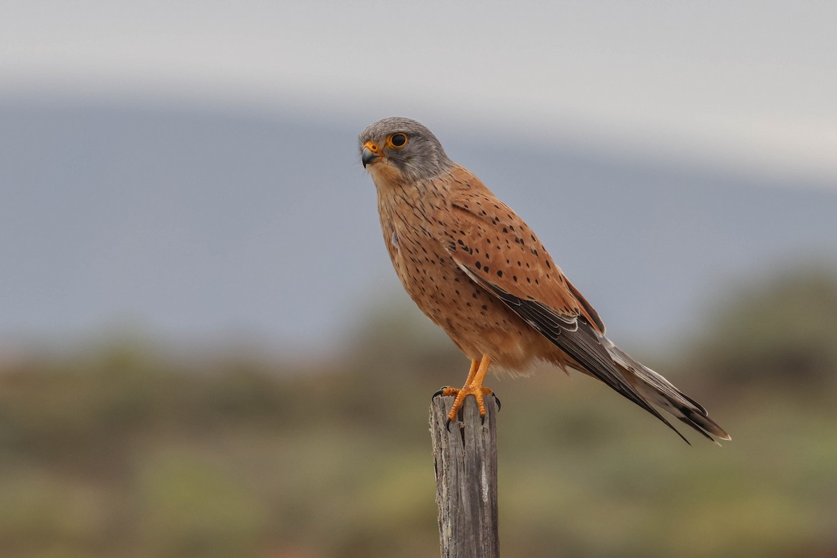 Rock Kestrel - ML645262641
