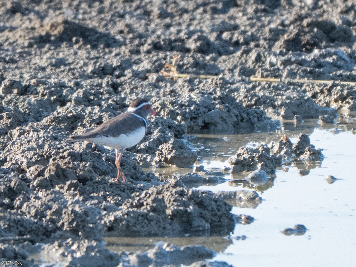 Three-banded Plover (Madagascar) - ML645262655