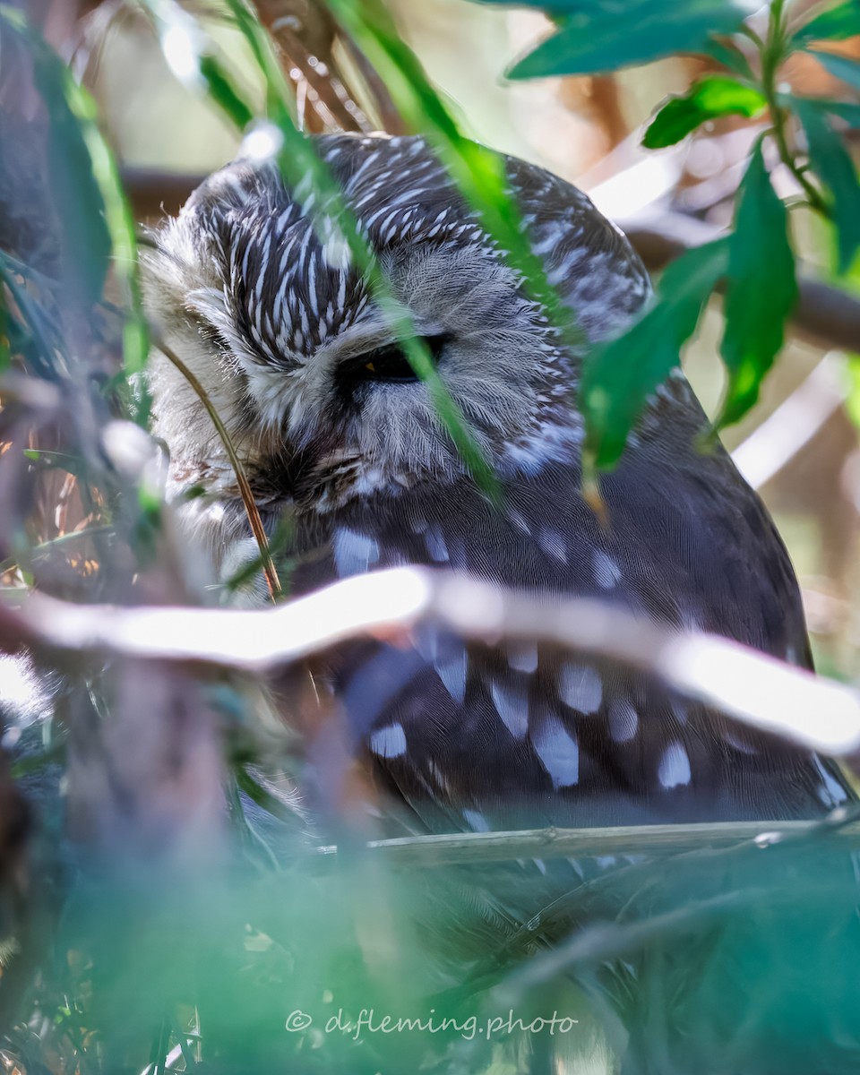 Northern Saw-whet Owl - ML645262686