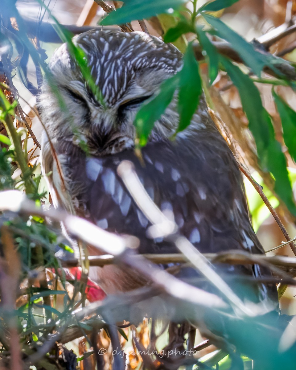 Northern Saw-whet Owl - ML645262687