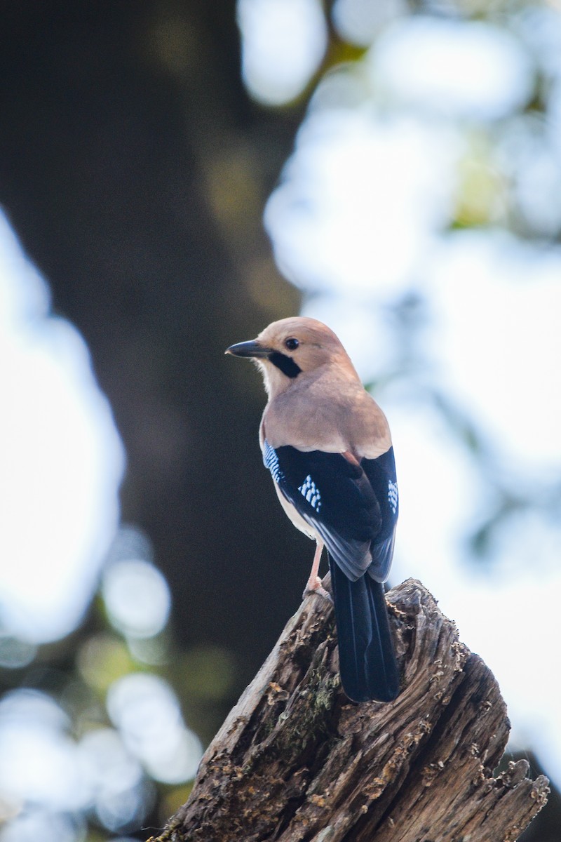 sojka obecná - ML645262693