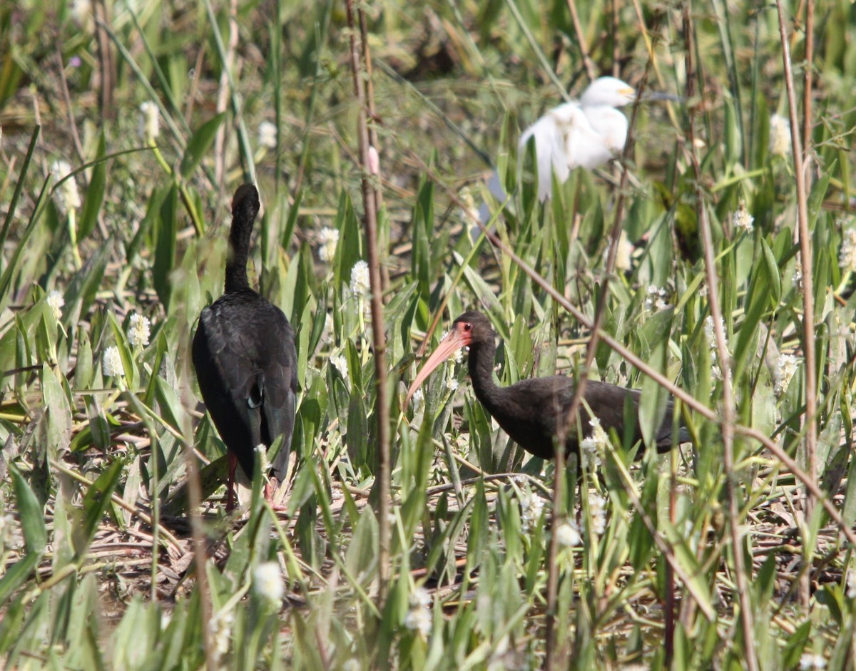 Bare-faced Ibis - ML645262695