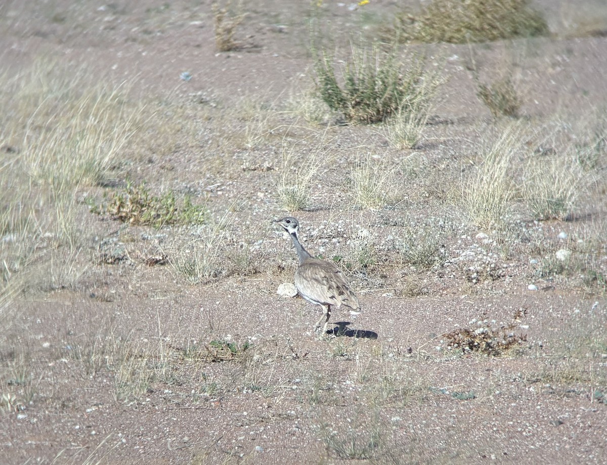 Rüppell's Bustard - ML645262702