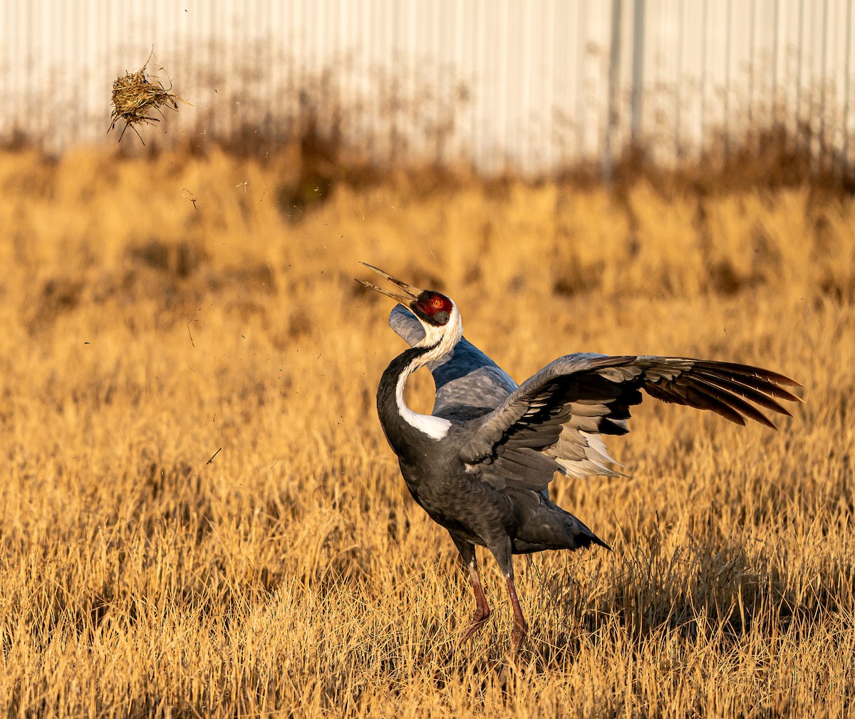 White-naped Crane - ML645262713