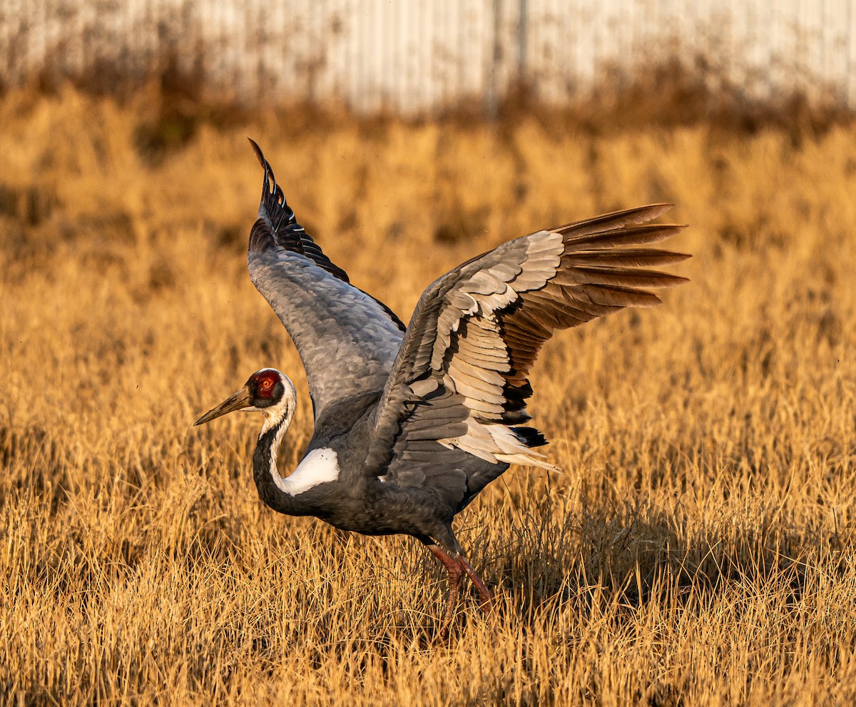 White-naped Crane - ML645262714