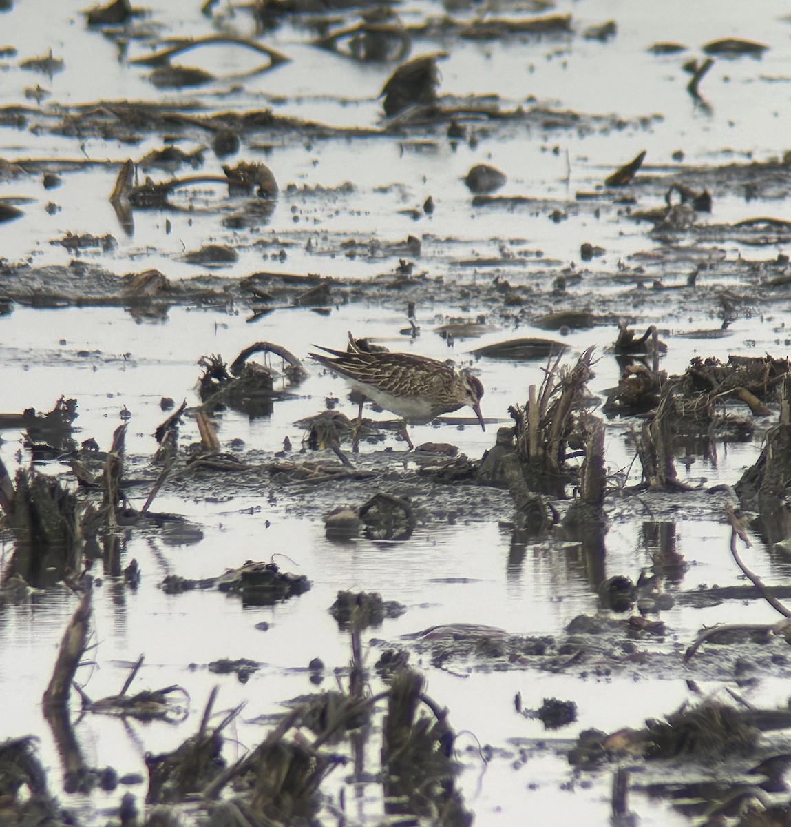 Pectoral Sandpiper - ML645262717