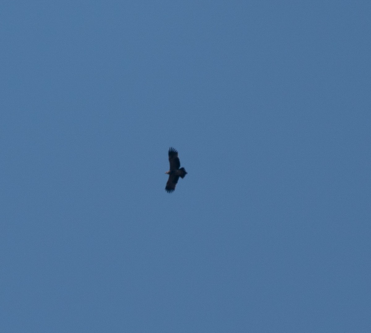 Imperial Eagle - ML645262725