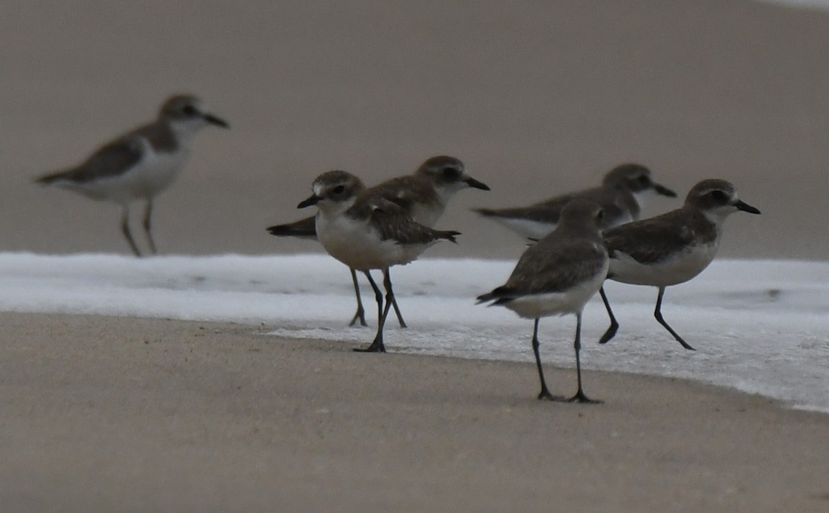 Tibetan Sand-Plover - ML645262736