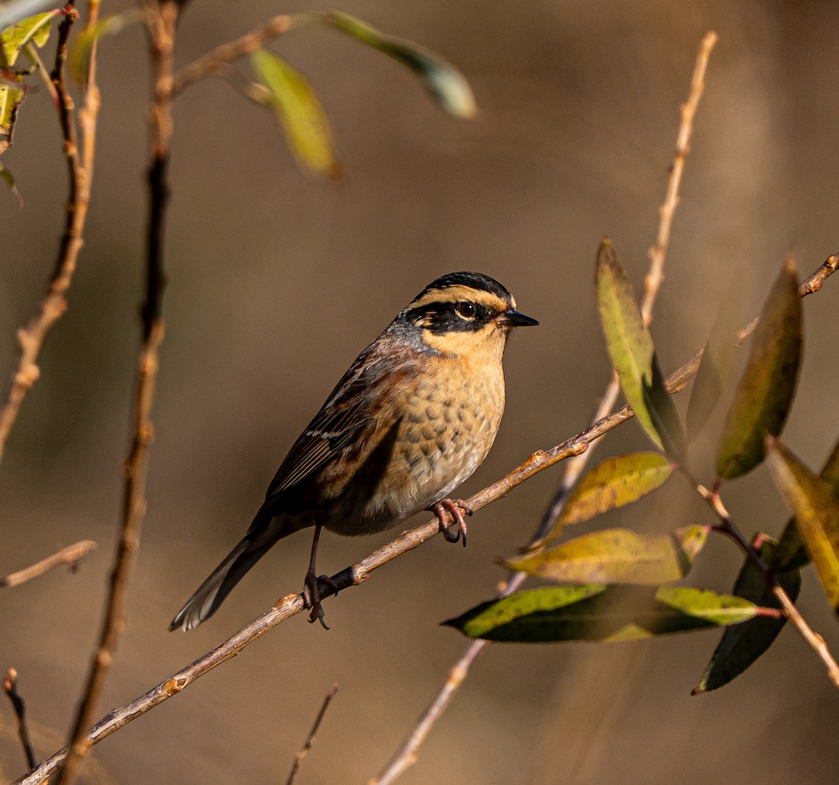 Accenteur montanelle - ML645262746
