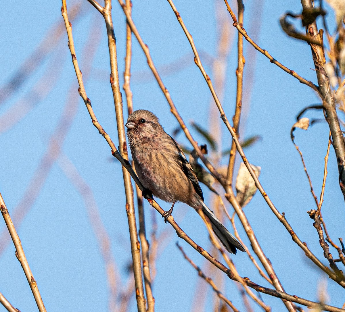 Long-tailed Rosefinch - ML645262751