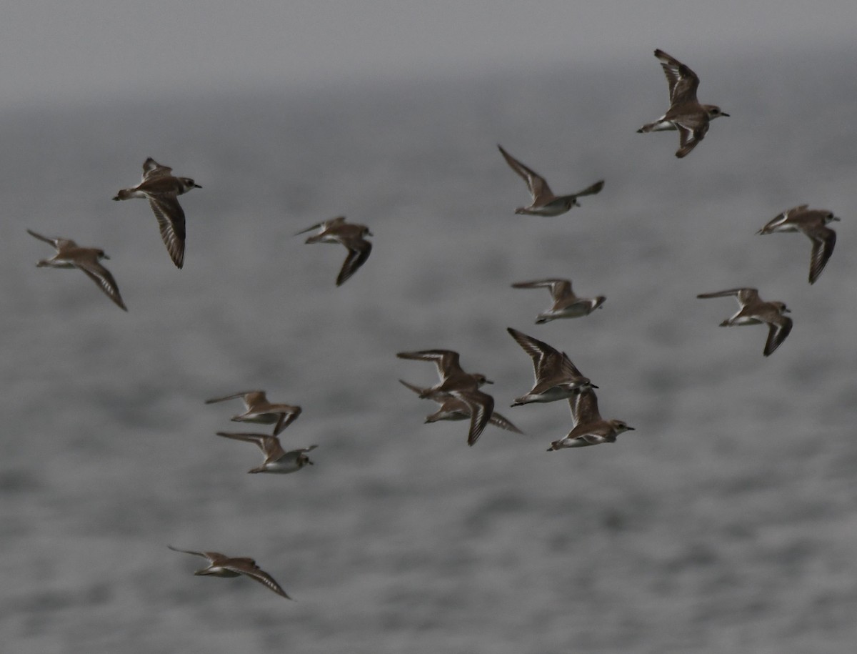Tibetan Sand-Plover - ML645262752