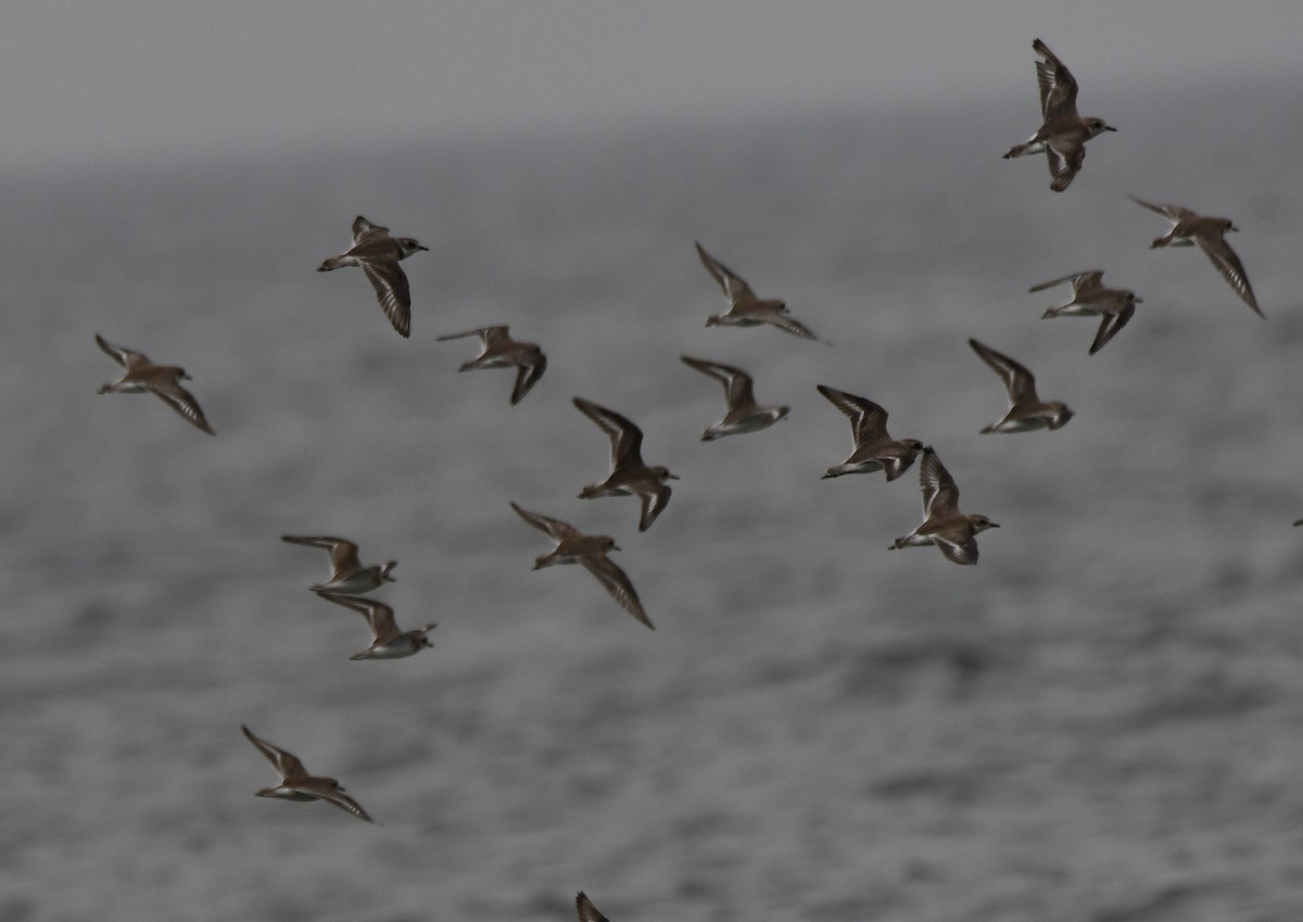 Tibetan Sand-Plover - ML645262759