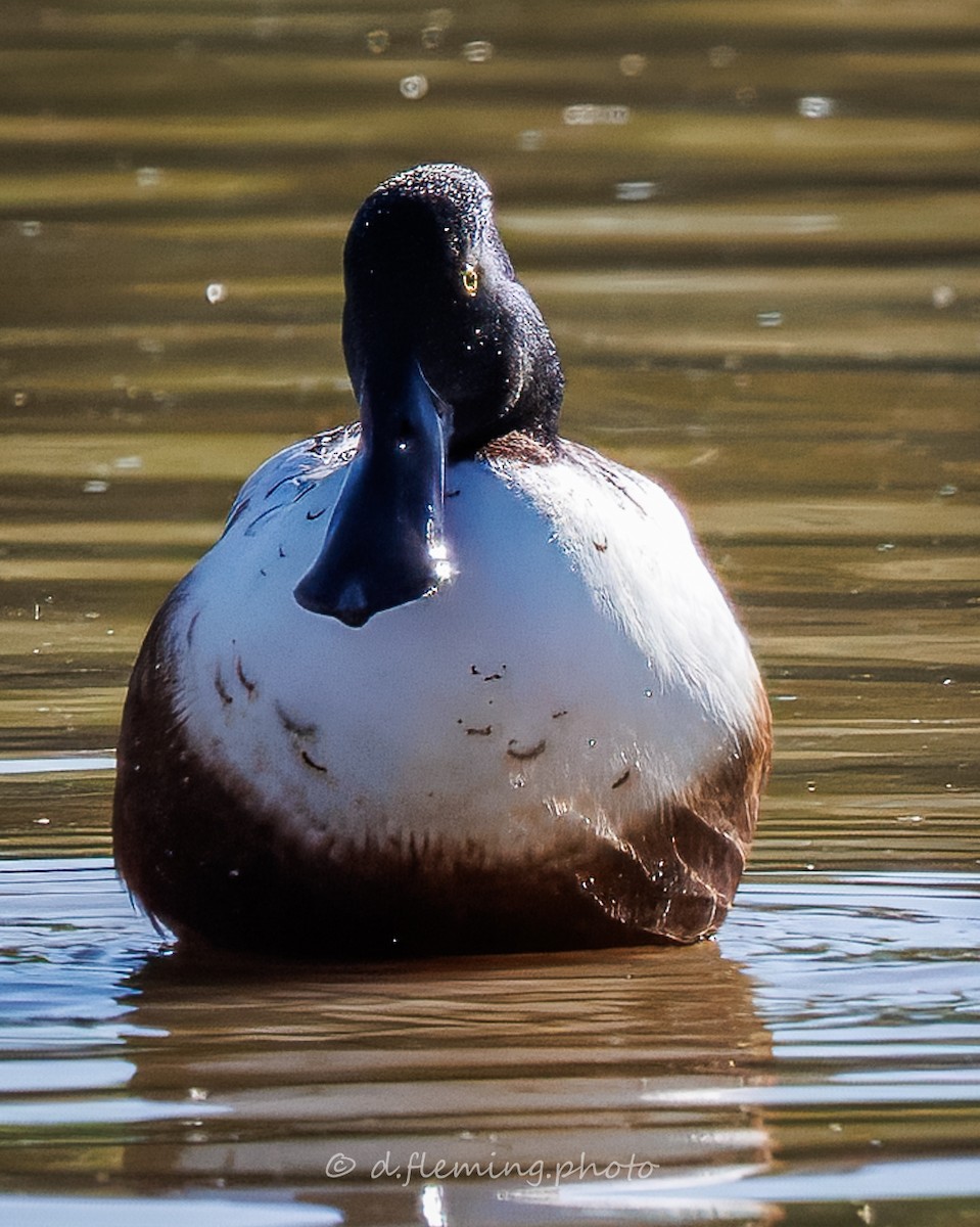 Northern Shoveler - ML645262761