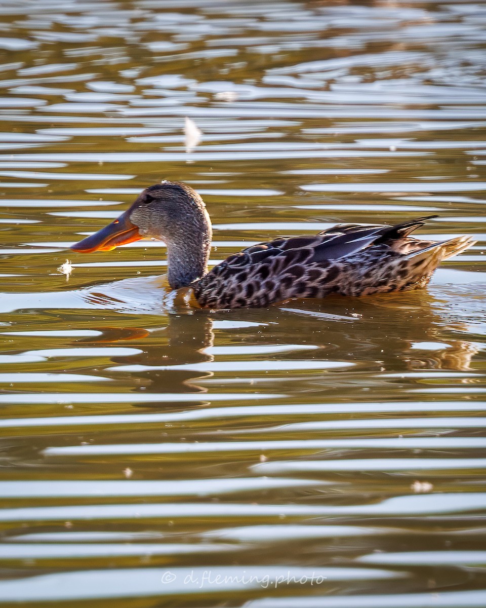 Northern Shoveler - ML645262762