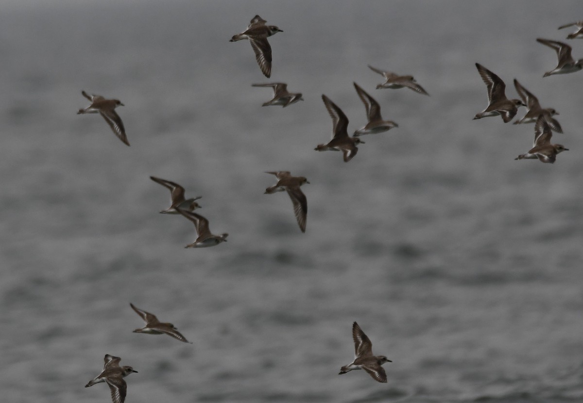 Tibetan Sand-Plover - ML645262764