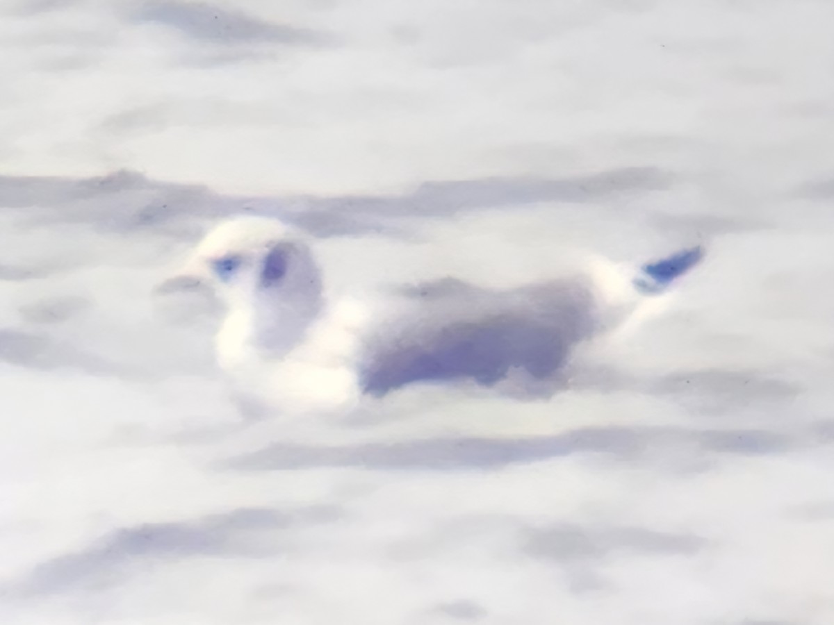 カモメ亜科 - ML645262770