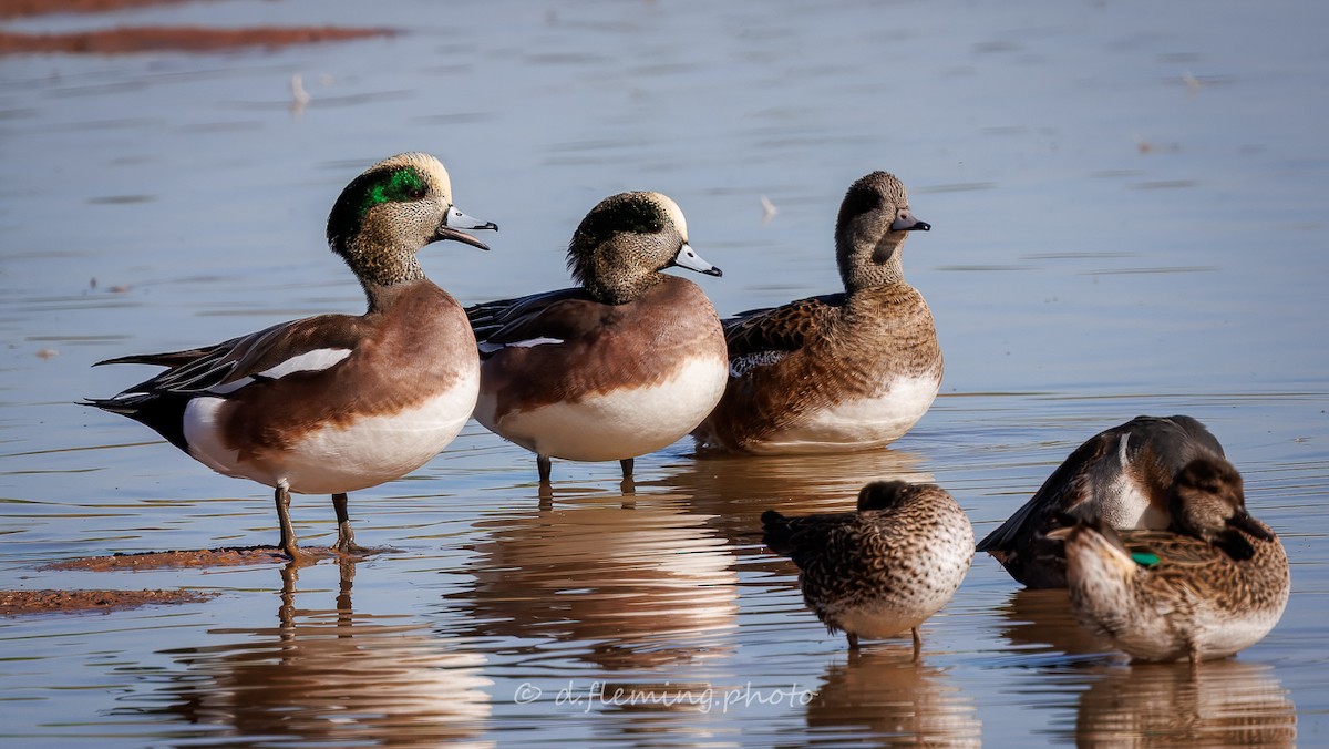 American Wigeon - ML645262772