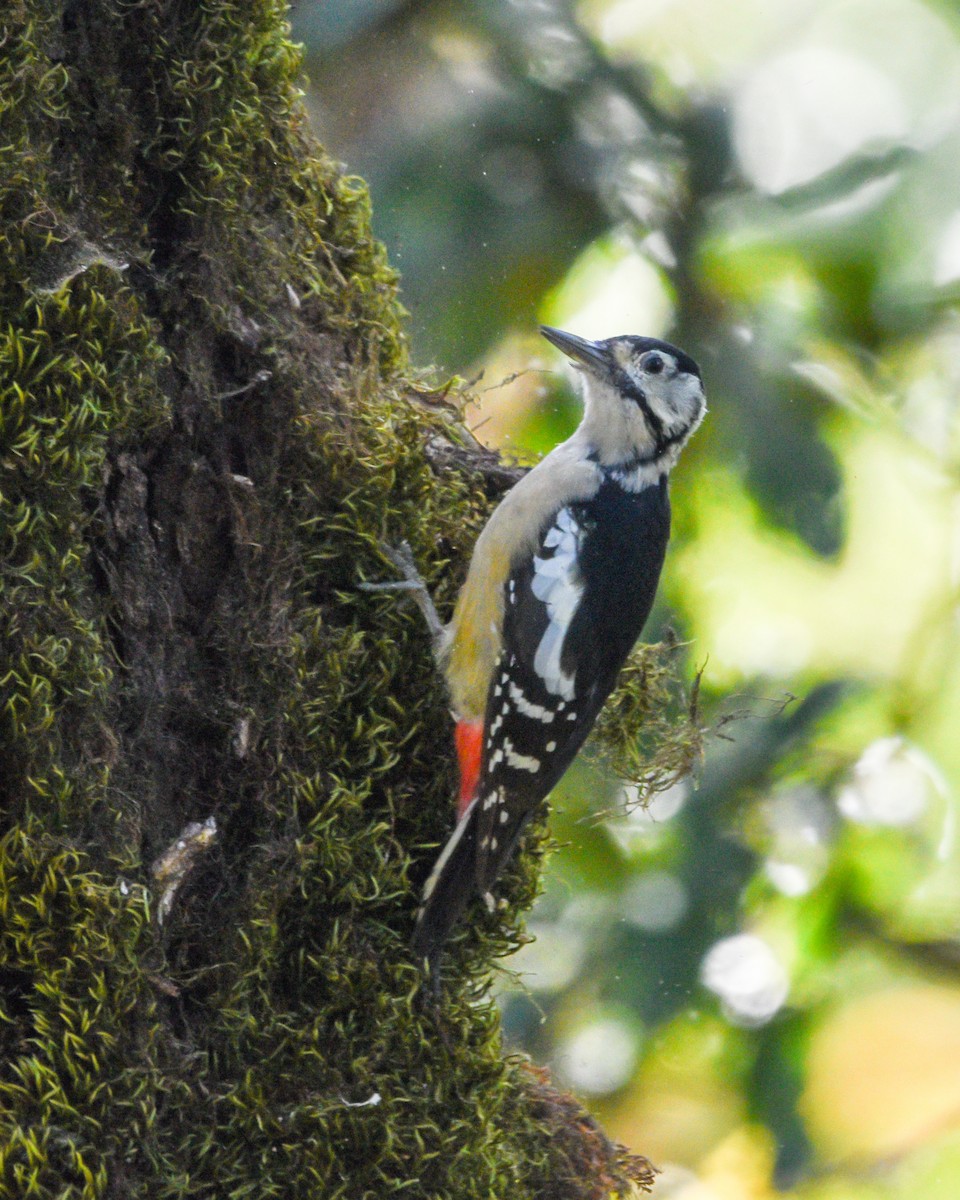 strakapoud pradéšský - ML645262778