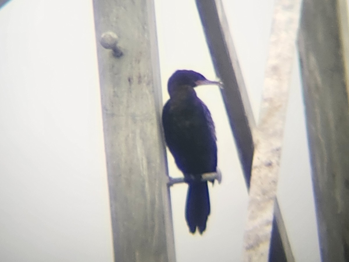 Neotropic Cormorant - ML645262784