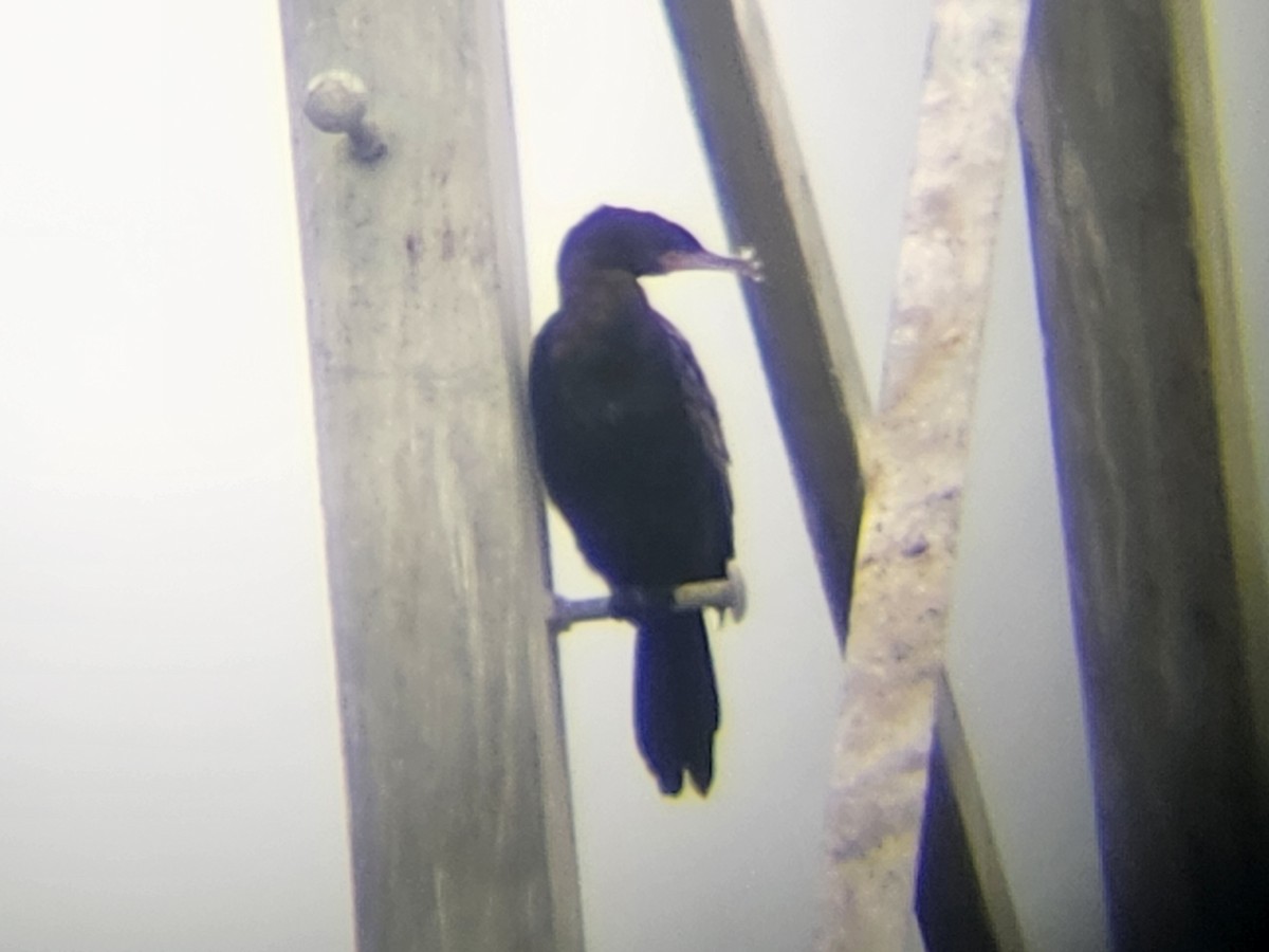 Neotropic Cormorant - ML645262785