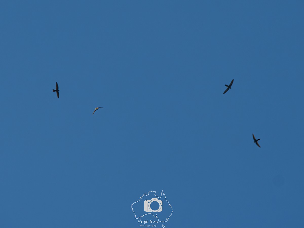 Himalayan Swiftlet - ML645262787