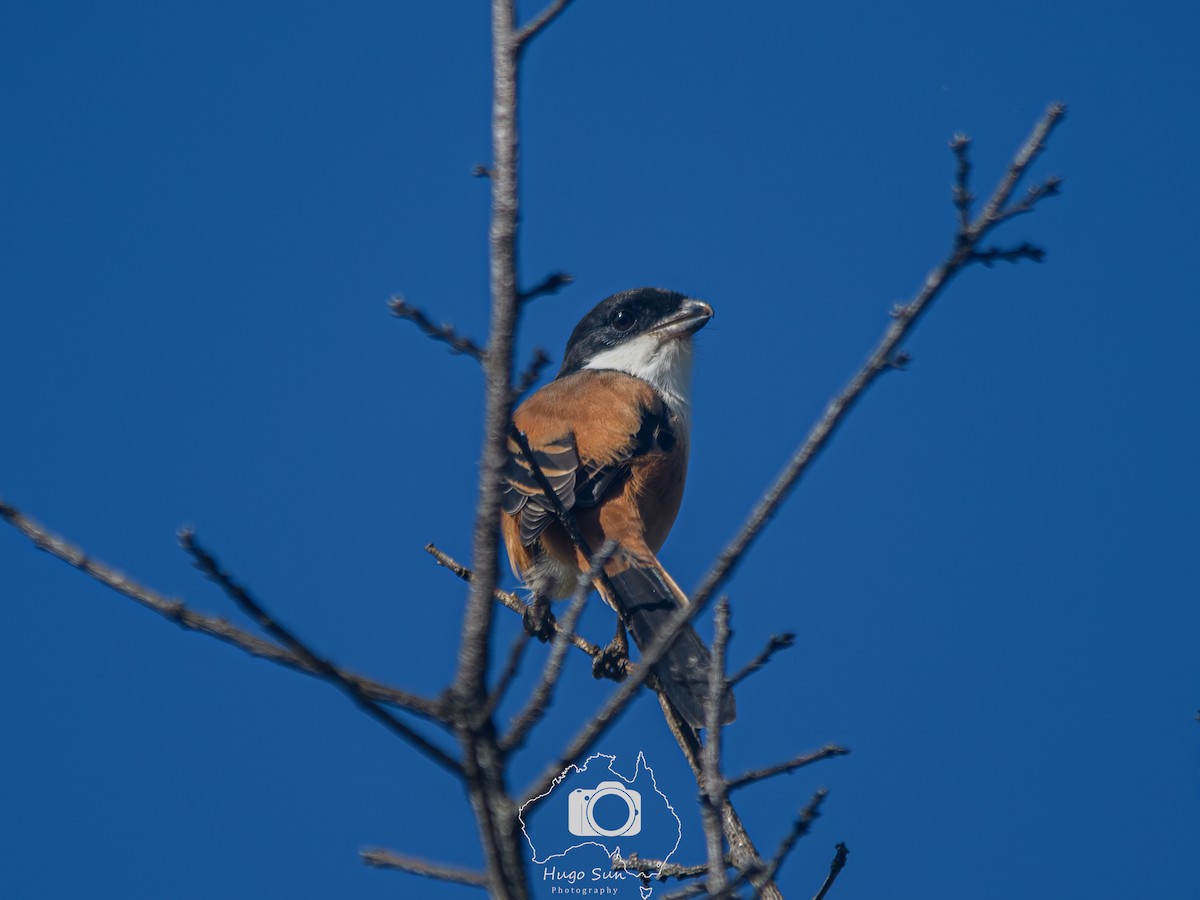 Long-tailed Shrike - ML645262793