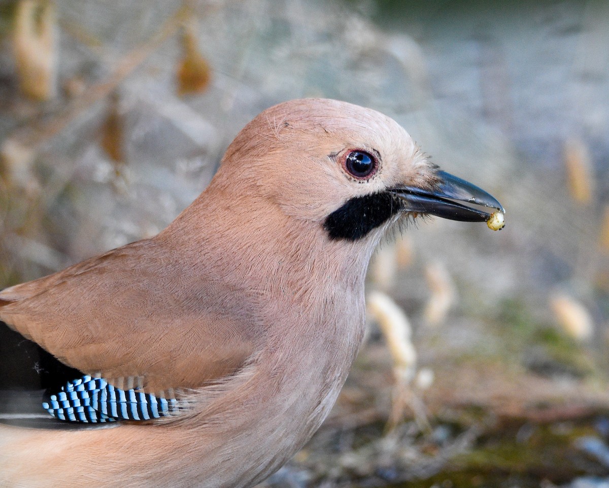 sojka obecná - ML645262794