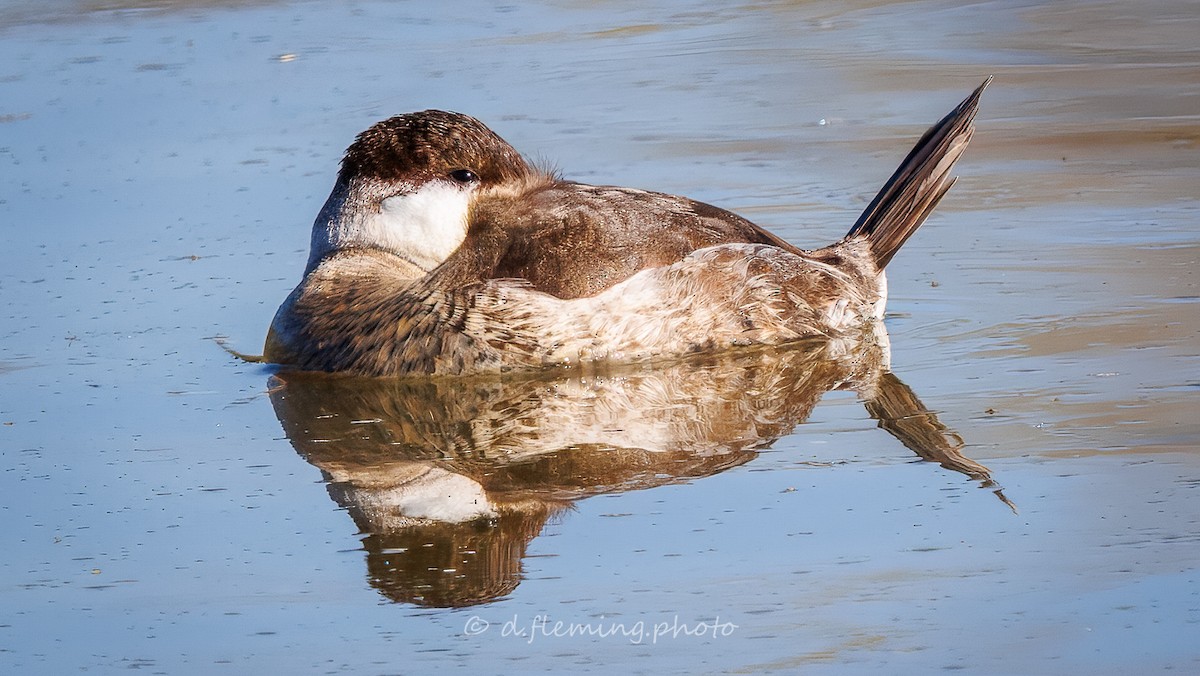 Ruddy Duck - ML645262795