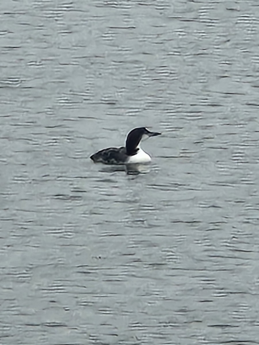 Common Loon - ML645262799