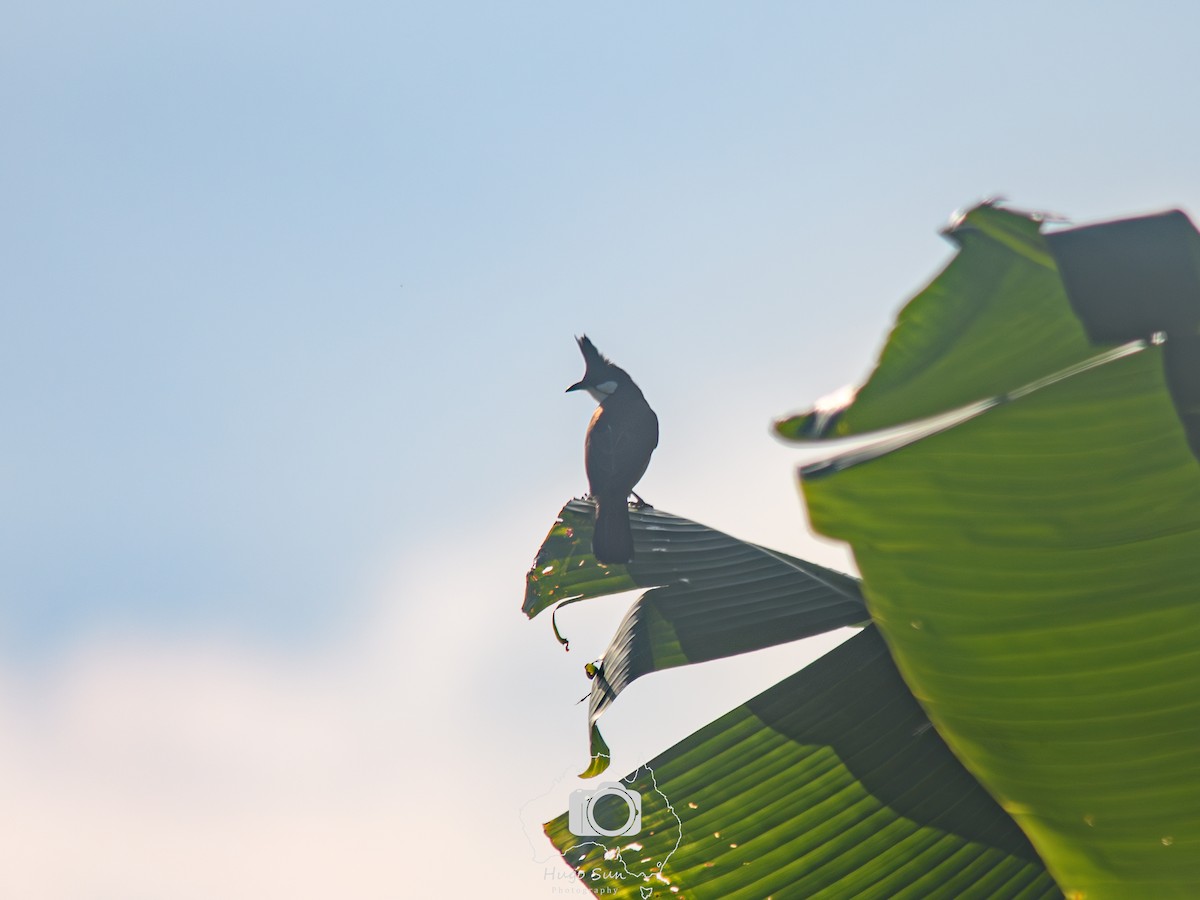 Red-whiskered Bulbul - ML645262803